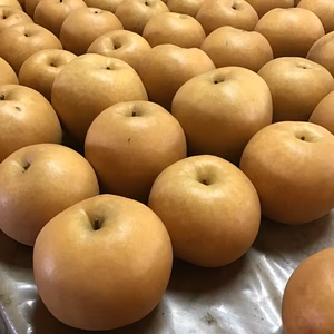 梨の王様、新高(にいたか)梨5kg箱