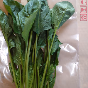 ほうれん草　有機　ネコポス