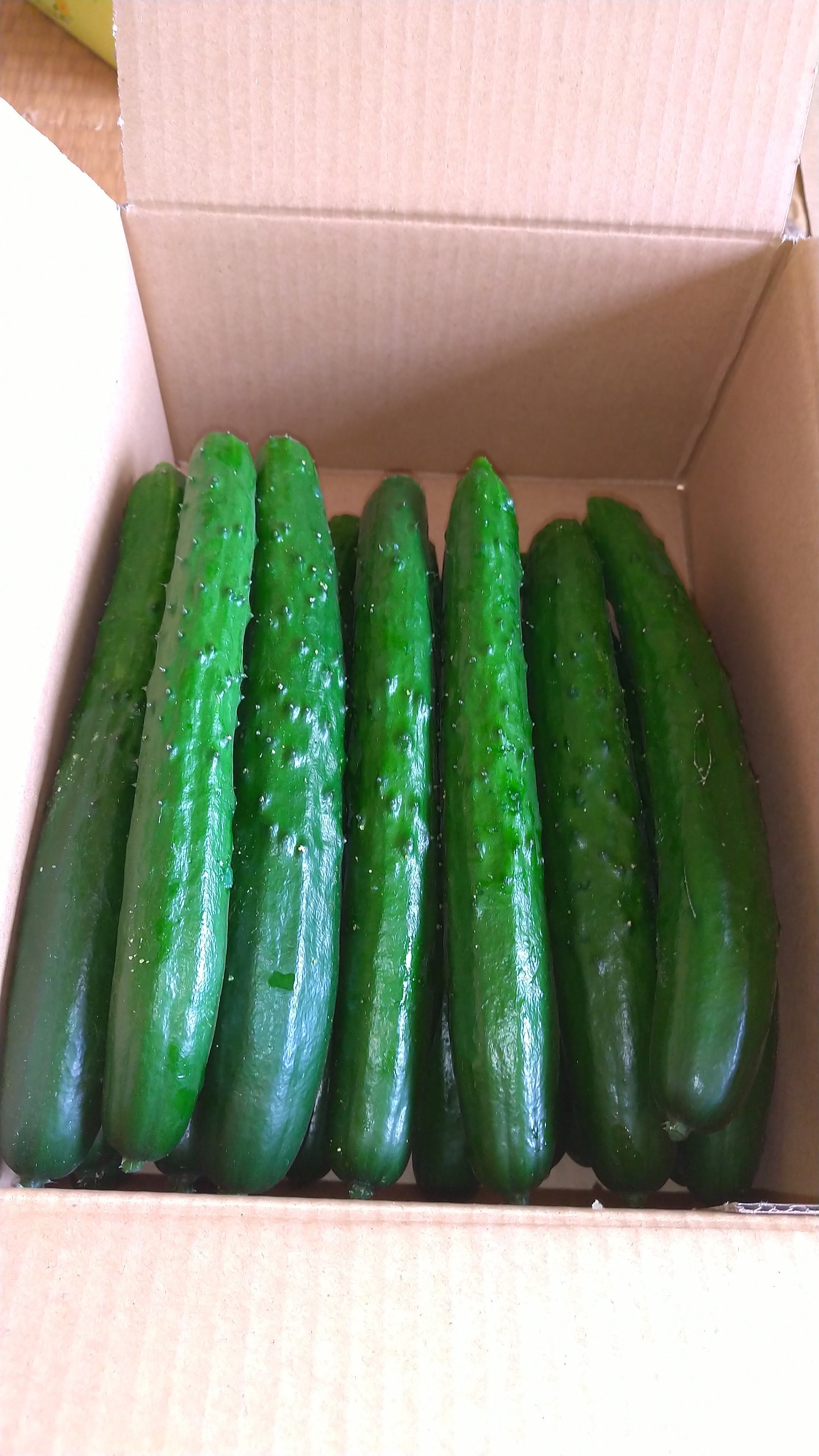 森のきゅうりさま依頼資料 キュウリ 種 『さつきみどり』 サカタのタネ | たね,果菜の種