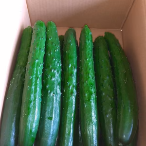 長崎県産採れたてキュウリ4.5kg