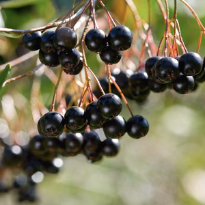 冷凍アロニア1kg 手摘み 盛岡産