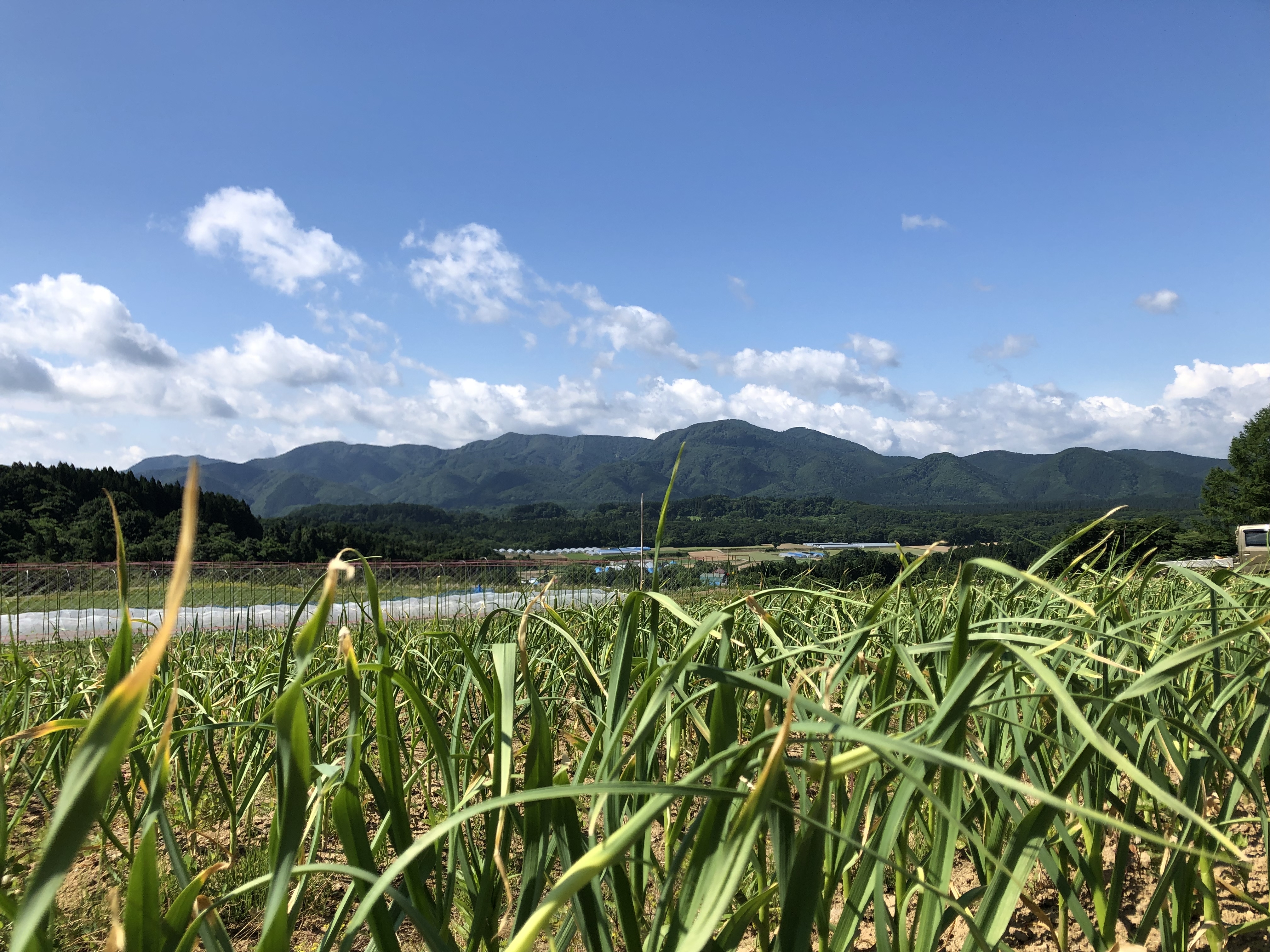 2025年産【農薬・化学肥料不使用栽培】青森県産 バラにんにく