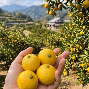4月発送（予約）【黄金柑】見た目とギャップの味！甘果汁  