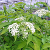 【ハーブ苗】　エルダーフラワー（セイヨウニワトコソウ） 苗木