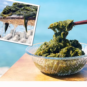 【がっつりストックお徳用】玄界灘産 アカモク １００個セット ギバサ 海藻