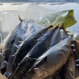 サバ　1キロ真空パック瞬間冷凍　送料一律  愛媛県豊後水道産漁師直送 