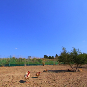 放し飼い有精卵「池田なません」【定期】月2回コース