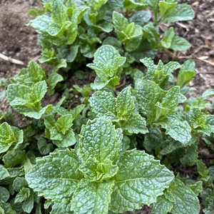 スペアミント　農薬は使ってません