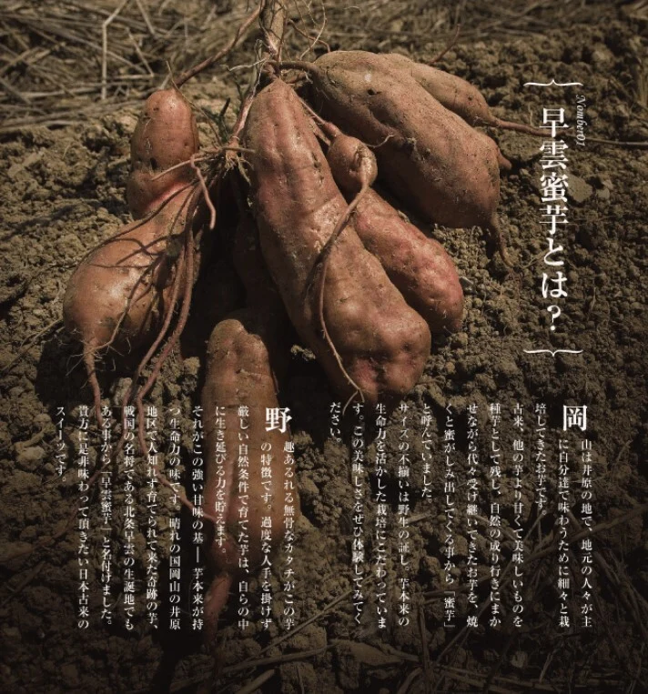 【特製石室貯蔵　しっとり甘い！早雲蜜芋】岡山県産　さつまいも　３㎏　
