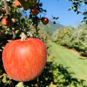 早い者勝ち‼︎【長野県松川村産】シナノスイート家庭用