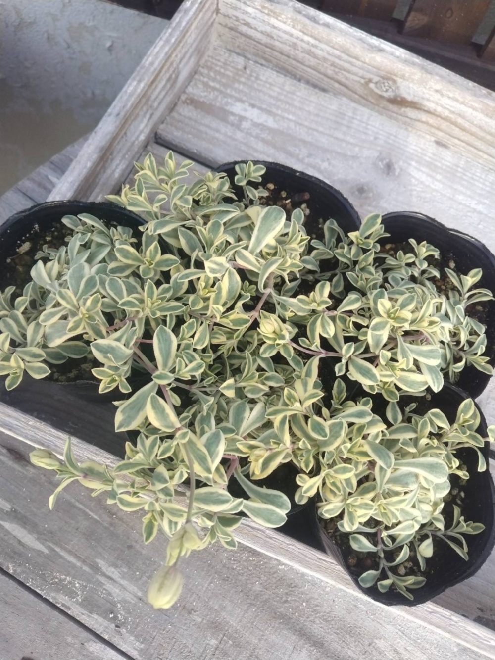 人気の植物 宿根 シレネユニフローラ 白いお花も開花する９センチ苗 農家漁師から産地直送の通販 ポケットマルシェ