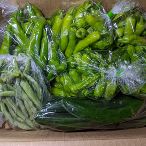 シシトウ、キュウリ、インゲン、アマトウガラシ