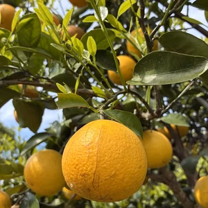甘酸っぱくて美味しい！鹿児島県枕崎市産【日向夏】