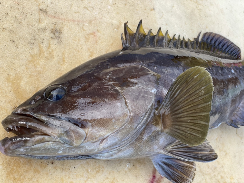 松島産 訳あり 延縄漁で釣ったクエ 農家漁師から産地直送の通販 ポケットマルシェ