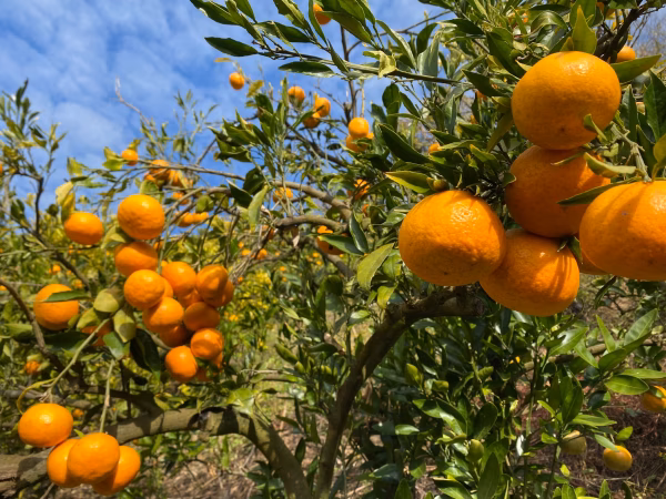 【数量限定】はれひめ　農薬・化学肥料不使用