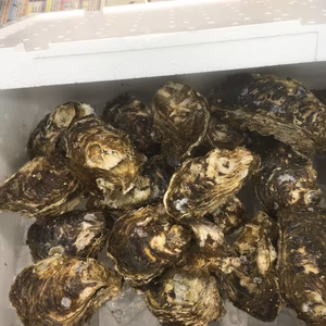 岩牡蠣25個入り