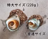 〈特大サイズ〉【訳あり】プリップリ!! 数量限定☆天然活サザエ