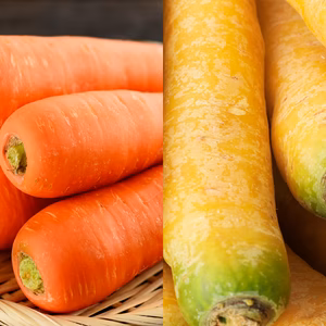 【農薬・化学肥料不使用】クリスティーヌ人参/金美人参セット3kg(洗い)