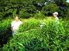 静岡（森町産）茎ほうじ茶　100g