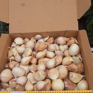 暑さに負けるな‼️お買い得！ニンニク(ホワイト6片)1kg❕