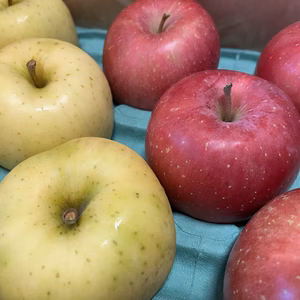 弘前ふじ＆トキ【旬の2品種を食べ比べ！】大玉　3キロ