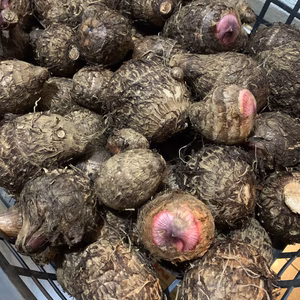 湘南発　料理しやすいセレベス　里芋　