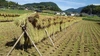 令和5年産みさとかけ干し米