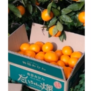 【樹上木熟】有田【初成り❣】懐かしの味！(夕やけみかん）日南有田みかん