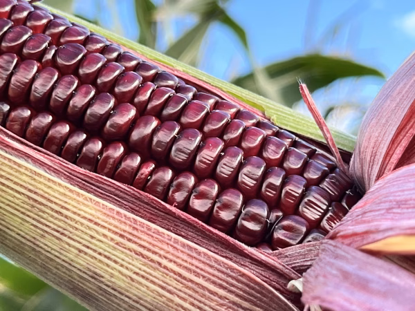 超お得！[ごはん等、調理向け] 信州産｢第二期★大和ルージュ｣