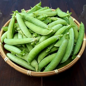 【自然栽培】無農薬、無肥料のエンドウ豆3種おまかせセット
