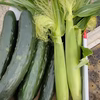 朝採りきゅうりを畑から直送★3キロ★クール便