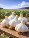 青森県産『白玉王』生にんにく 1kg