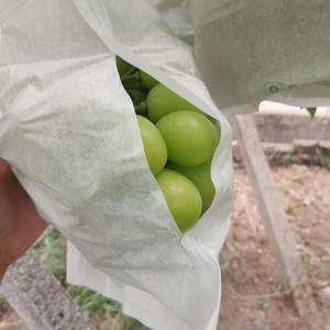 【ご褒美企画】シャインマスカット