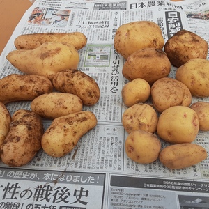 お買い得❣　かまちゃん農園の「新じゃが2種セット」❕