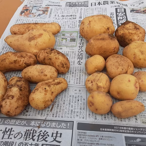 お買い得❣　かまちゃん農園の「新じゃが2種セット」❕