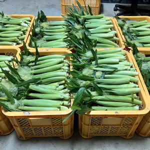 【送料無料】ヤングコーン☆ベビーコーン☆新鮮採りたて☆2kg