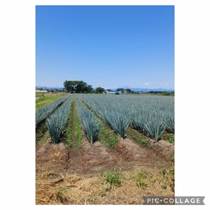 【常温便】旨味がつまった贅沢な長ねぎです。