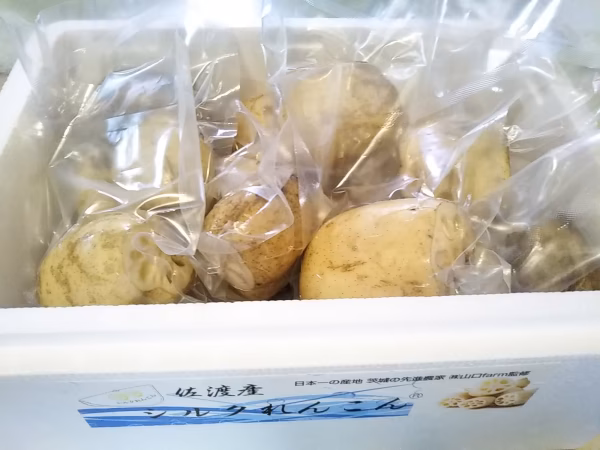 佐渡産シルクれんこん/サイズM～S・SS（真空パック個包装）