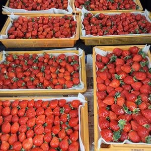 福岡県産いちご【訳あり】減農薬栽培　完熟あまおう　280g×2パック