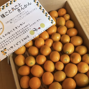 【お試し】何個もパクパク「種ごと丸ごときんかん」計700g(大小混ざり)