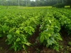 農薬・肥料不使用、天日干し小川青山在来大豆