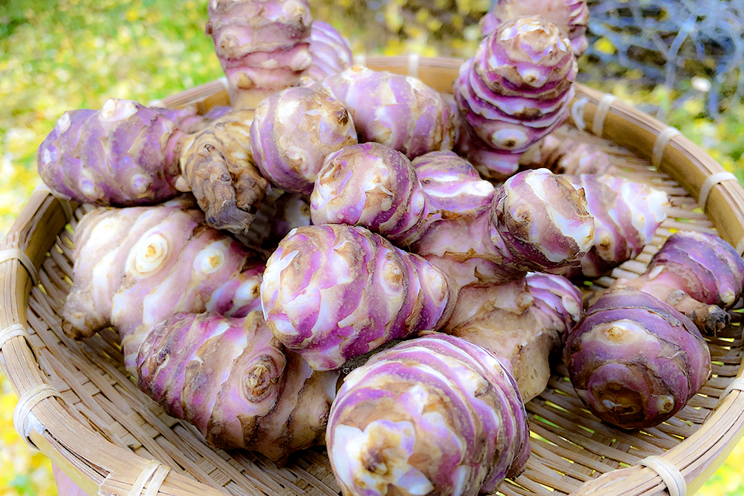 菊芋の通販・お取り寄せ商品｜野菜｜ポケットマルシェ｜産地直送で旬の