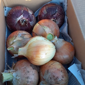 かまちゃん農園の「タマネギ紅白2kgセット」❣