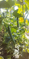 【夏野菜が最盛期】無農薬無化学肥料　朝採り！信州伊那谷★旬の野菜セット