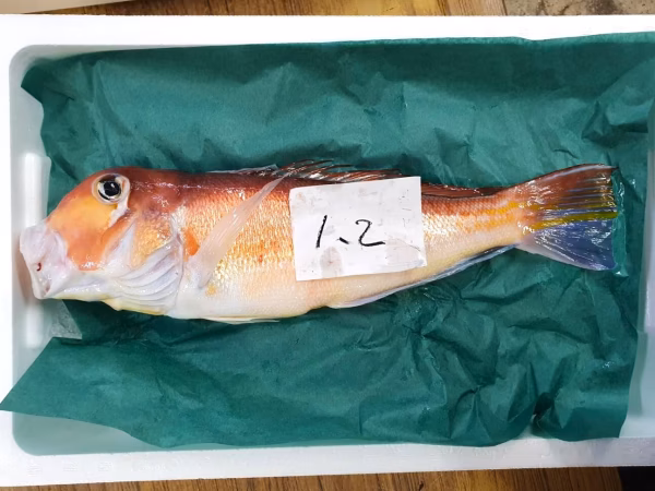 当日15時まで受付☆特大サイズ☆秋田沖 甘鯛！