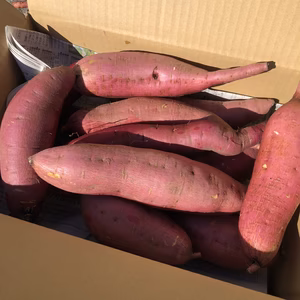 安納芋 黒土で育った甘味の強い「さつまいも」