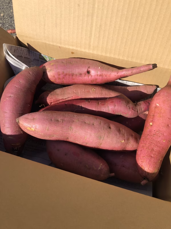 安納芋 黒土で育った甘味の強い「さつまいも」