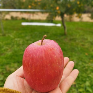 数量限定、スリムレッド　家庭用　特別栽培