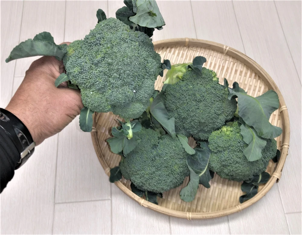 農薬不使用（無農薬）栽培　ブロッコリー　4本セット