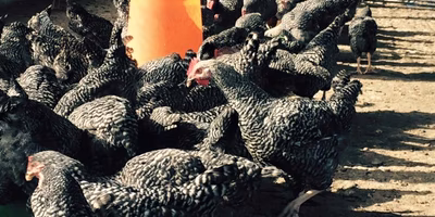 夜はゆっくり寝た方が自然な肉付きになるんです by地鶏